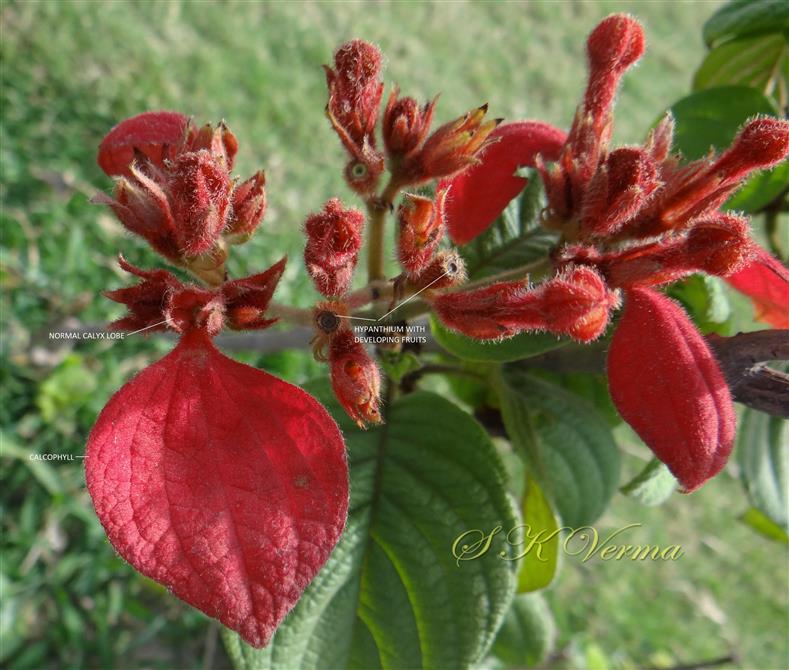  Inflorescence with flowers and Fruits